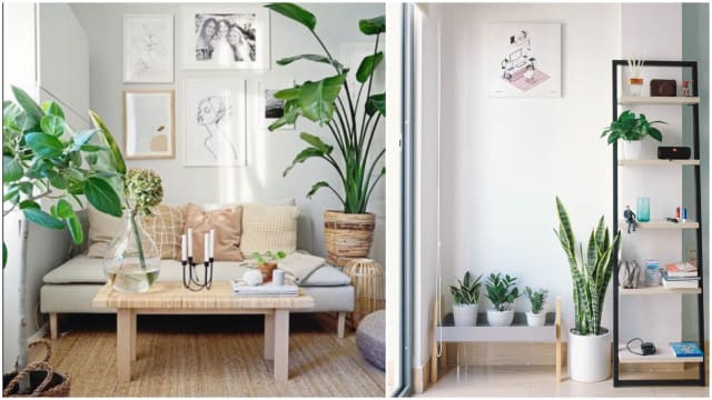 5种室内盆栽　让你的居家空间更有“植感”