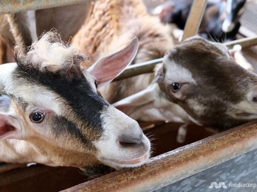 More venturing to Lim Chu Kang amid travel restrictions, but farmers say business isn’t what it was More venturing to Lim Chu Kang amid travel restrictions, but farmers say business isn’t what it was