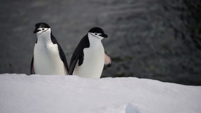 南极洲气候变化冲击食物链 帽带企鹅数量锐减