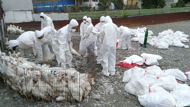 台湾两肉鸭场染H5N5禽流感 9000多只鸭被扑杀
