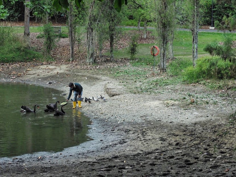 A worker feeding swans at the Singapore Botanic Gardens' Eco Lake during a dry spell in February 2019. A worker feeding swans at the Singapore Botanic Gardens' Eco Lake during a dry spell in February 2019.