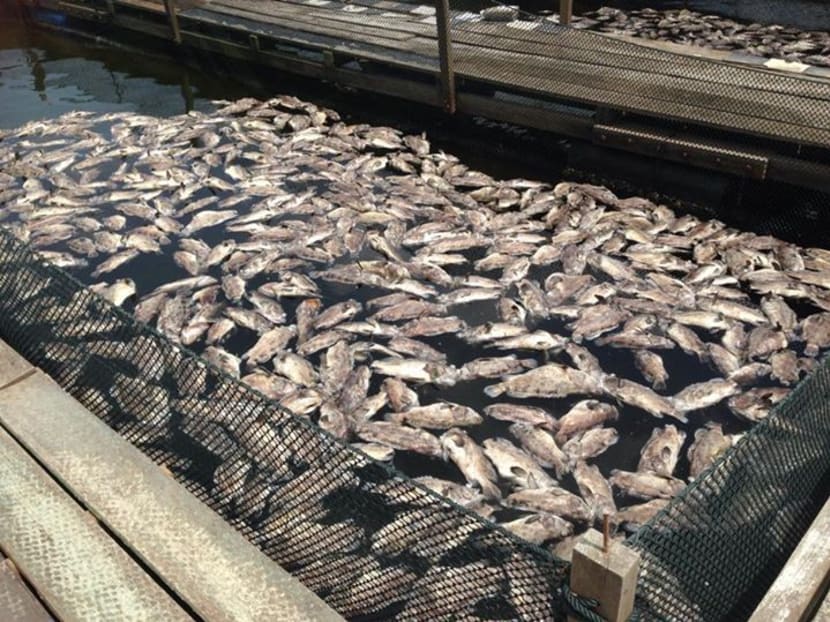 Farmers losing S$15,000 to S$300,000 as mass fish deaths look set to continue