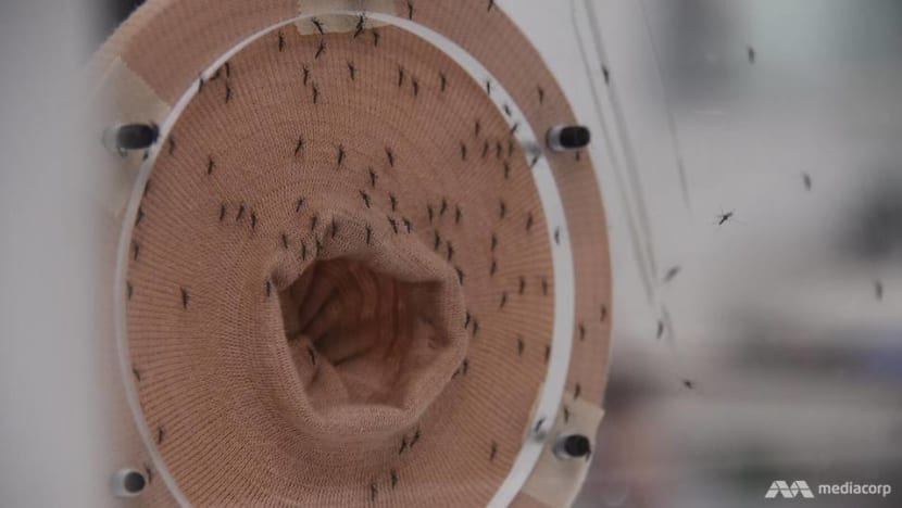 Anti-dengue Wolbachia mosquito project shows ‘promising results’; to cover all Tampines, Yishun HDB towns from July Anti-dengue Wolbachia mosquito project shows ‘promising results’; to cover all Tampines, Yishun HDB towns from July