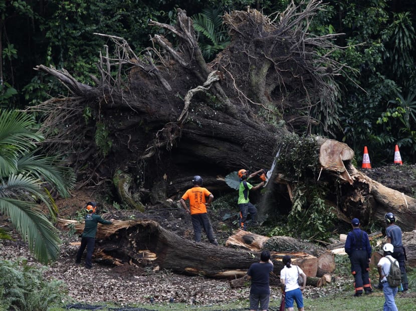 Workers cutting the fallen Tembusu tree  at Singapore Botanic Garden on Feb 12, 2017. Photo: Wee Teck Hian