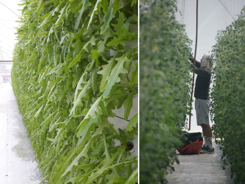 Lettuce (left) and tomatoes (right) being farmed at Meod's one-hectare plot at the D’Kranji Farm Resort. The four-year-old firm snapped up a 6ha plot last week in the AVA’s first tender that featured a fixed price upfront, for companies to compete solely on concept. Photos: Meod