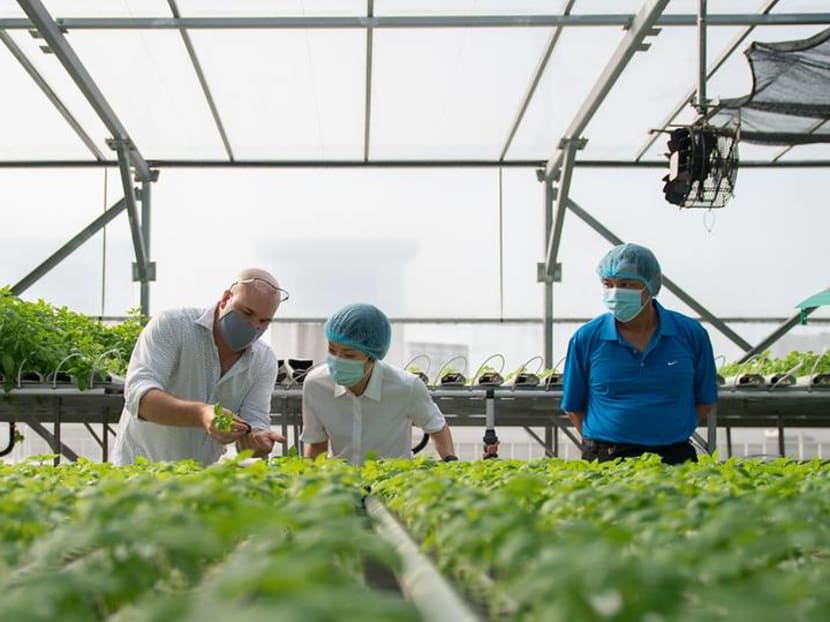 9 farms awarded almost S$40 million in grants to increase local food production 9 farms awarded almost S$40 million in grants to increase local food production
