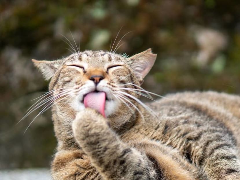 In search of Taipei’s cat village, excellent oolong and a night market by the sea In search of Taipei’s cat village, excellent oolong and a night market by the sea