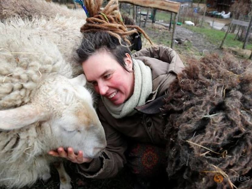 Feeling lonely in lockdown? Try hugging a sheep Feeling lonely in lockdown? Try hugging a sheep