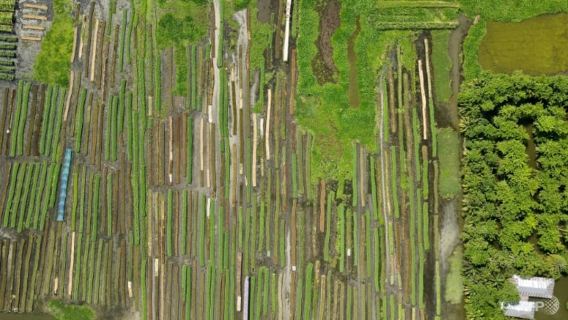 Floating farms, salt-resistant rice: Bangladeshis adapt to survive Floating farms, salt-resistant rice: Bangladeshis adapt to survive