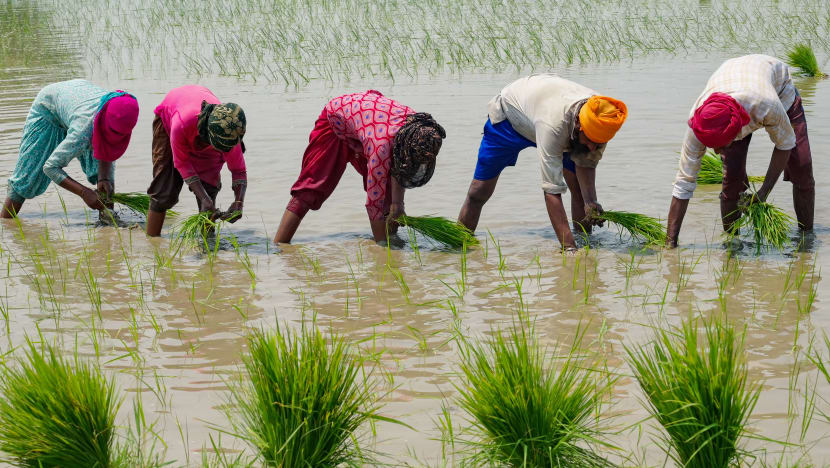 India haramkan eksport beras bukan jenis basmati untuk redakan kenaikan harga bekalan tempatan