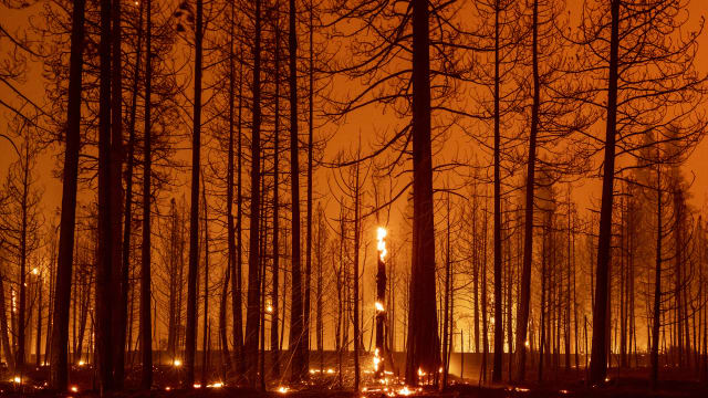 美国加州野火狂烧三周 已烧毁数十万公顷土地