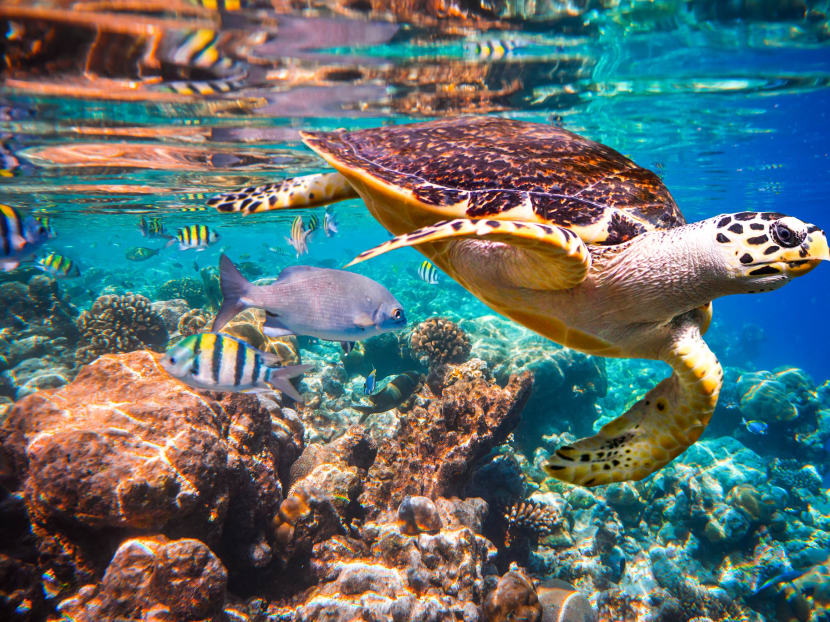 Hawksbill turtles, a critically endangered species, in the Indian Ocean coral reef, Maldives.