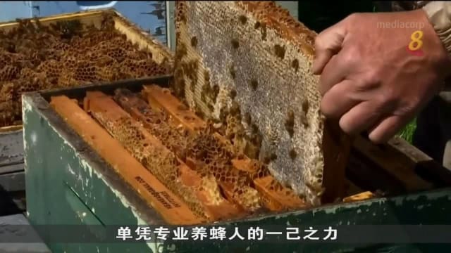 澳洲维州掀起养蜂潮 或有助恢复被森林大火摧毁蜜蜂数量