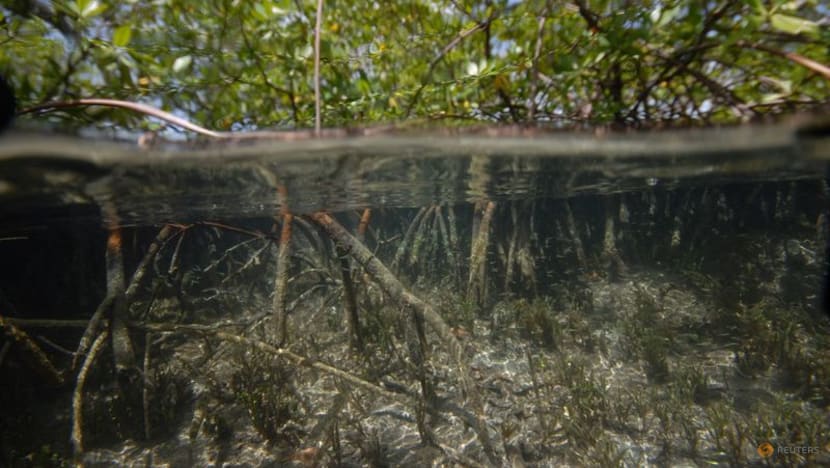 The 'Mount Everest' of bacteria discovered in Caribbean swamps The 'Mount Everest' of bacteria discovered in Caribbean swamps
