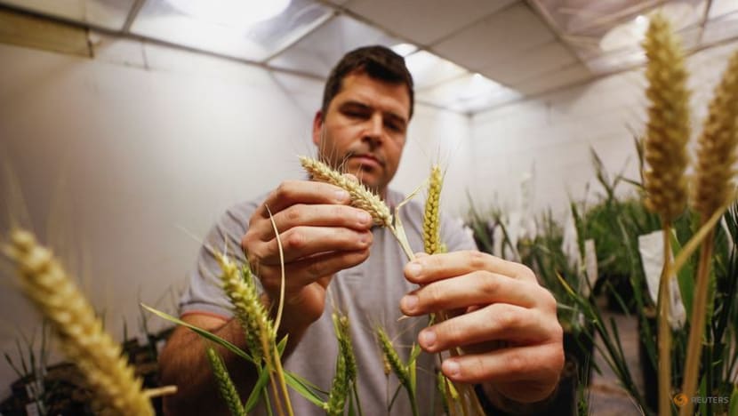 As war, drought hit global crops, Argentina gambles on GM wheat