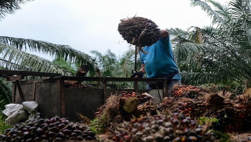 Malaysia looks to meet global palm oil demand after Indonesia's export ban, but labour shortage an issue 