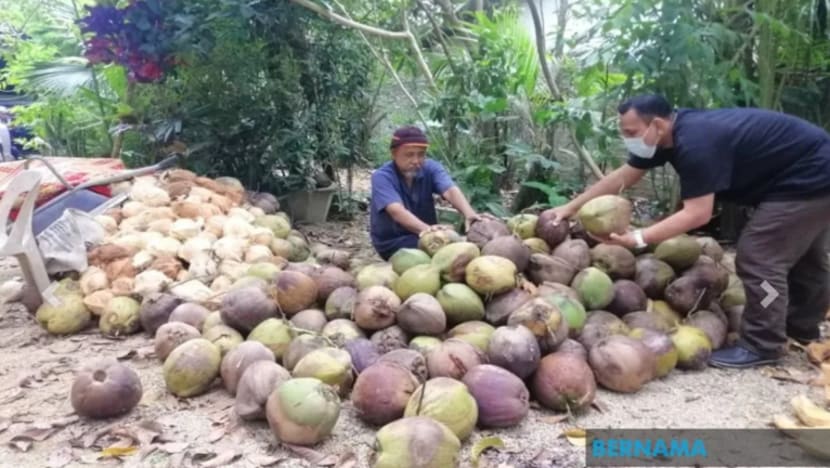 Bazar Ramadan dibatalkan; peniaga terpaksa 'lelong' bekalan kelapa