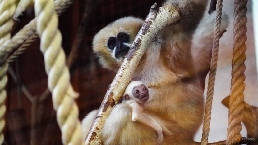 Rare white-cheeked gibbon born in Polish zoo Rare white-cheeked gibbon born in Polish zoo