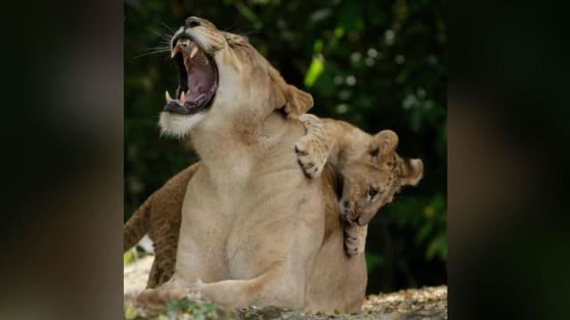 动物园确诊冠病的非洲狮子已康复 展区明日开放