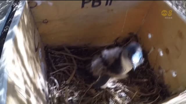 全球暖化威胁企鹅的生存 澳洲志愿团展开筑巢计划助企鹅繁衍生息