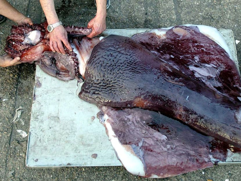 Spanish fishermen show off a giant squid caught by fishing boats off Spain's northern coast in August 2002. A recent study found that these creatures have relatively small brain lobes. Photo: Reuters
