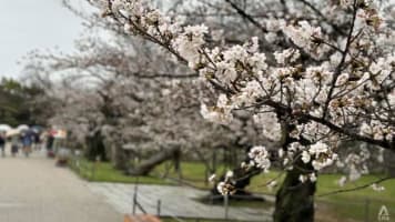 When Can You Catch Cherry Blossoms In Japan In 2024? The First Sakura Forecast Of The Year Is Here