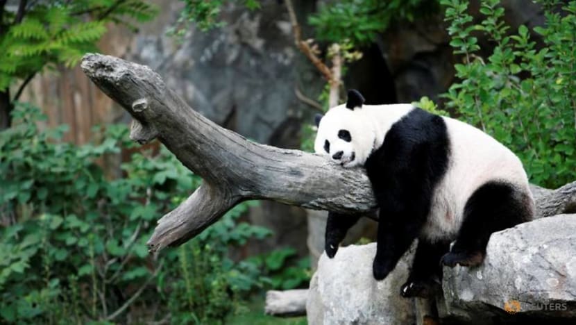 'A good day': Giant panda's pregnancy brings cheer to US National Zoo 'A good day': Giant panda's pregnancy brings cheer to US National Zoo