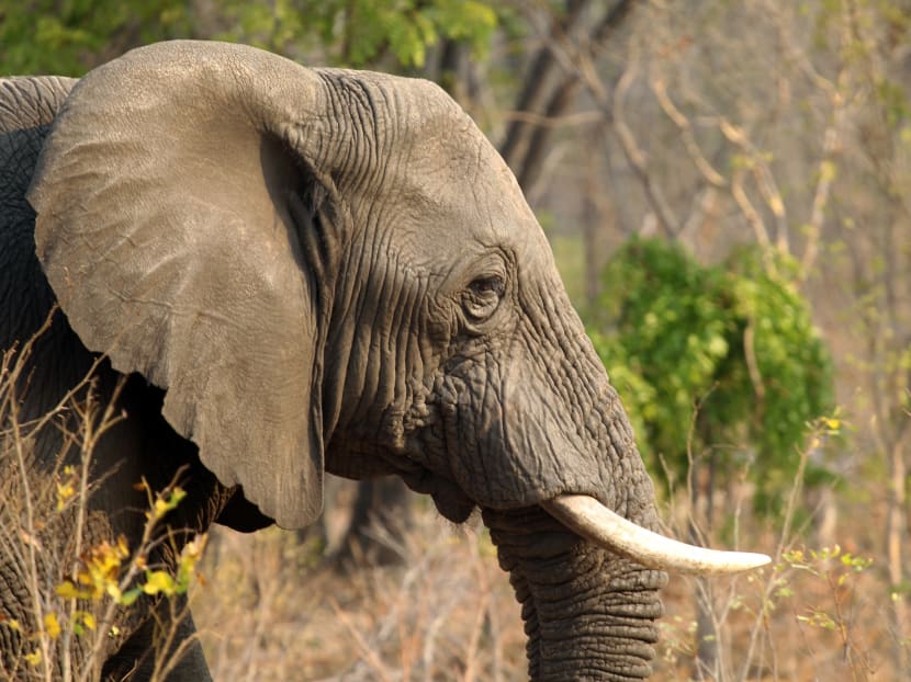 An elephant is seen in Hwange National Park, about 700 kilometres south west of Harare. AP file photo