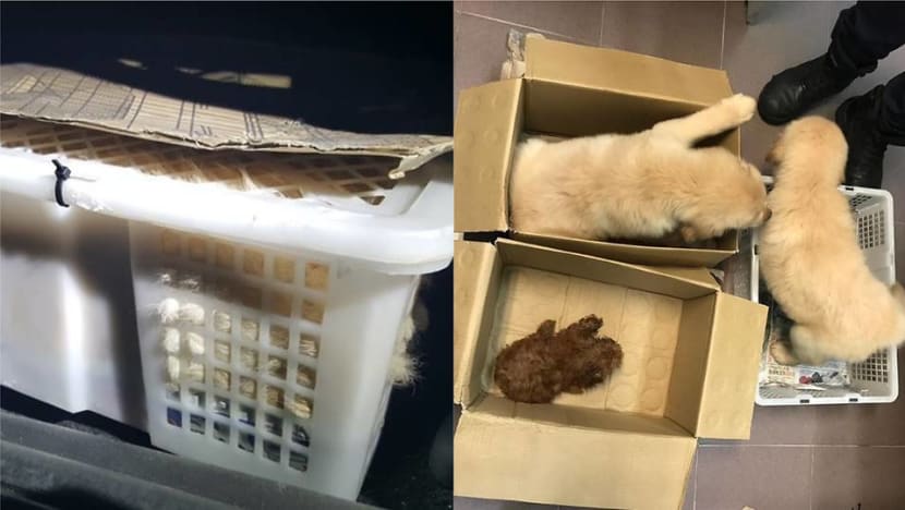 Man caught trying to smuggle puppies and duck eggs through Woodlands Checkpoint Man caught trying to smuggle puppies and duck eggs through Woodlands Checkpoint