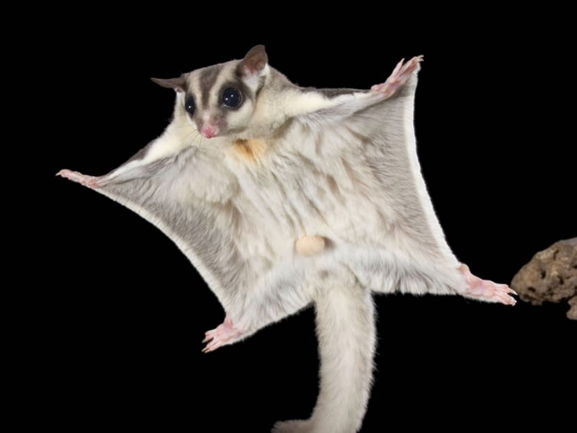 A sugar glider in flight.