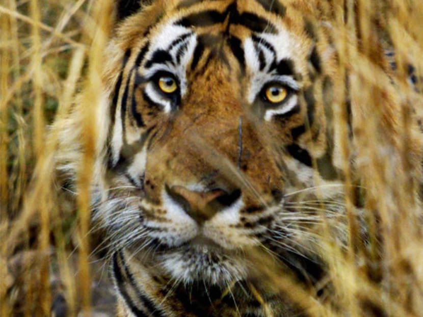 A man was killed by a tiger at a New Delhi zoo. Photo: AP