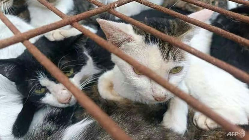 Chinese police rescue 150 cats headed for dinner tables Chinese police rescue 150 cats headed for dinner tables