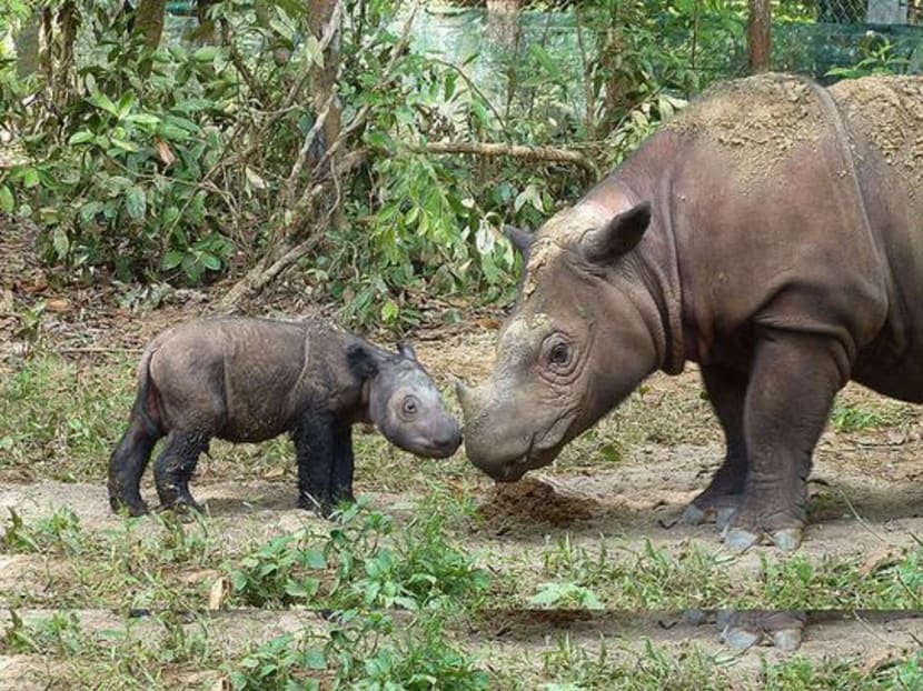 Highly endangered Sumatran rhino pregnant with 2nd calf - TODAY