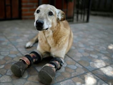 Once tortured by criminals, Mexico 'survivor' dog looks to win top pet contest