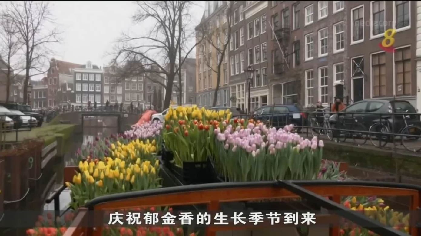 庆祝荷兰国花郁金香生长季节到来 当局办活动免费派花