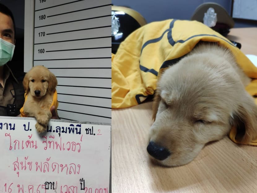Golden Retriever puppy ‘booked’ by Bangkok police for failing to find way home