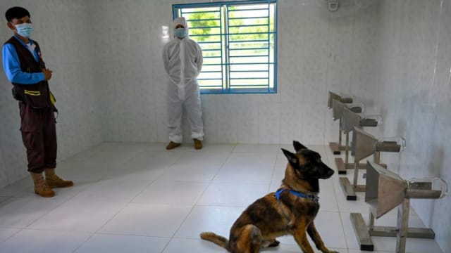 从探测地雷到辨识冠病 柬埔寨训练检疫犬投入抗疫