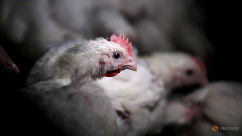 China reports H5N1 bird flu outbreak in Hunan province China reports H5N1 bird flu outbreak in Hunan province