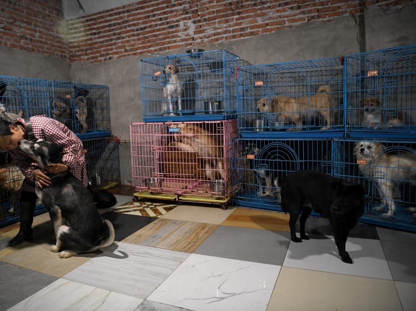 Ms Wen Junhong pets a rescued dog inside a room with other canines at her home shared with rescued animals in Chongqing, southwestern China on Nov 29, 2020.
