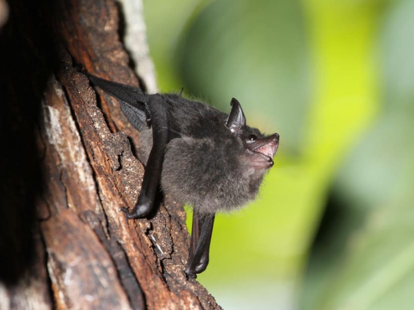 A Saccopteryx bilineata pup babbling in the day-roost. Some baby bats are very talkative. And like human infants, they practice babbling. A Saccopteryx bilineata pup babbling in the day-roost. Some baby bats are very talkative. And like human infants, they practice babbling.