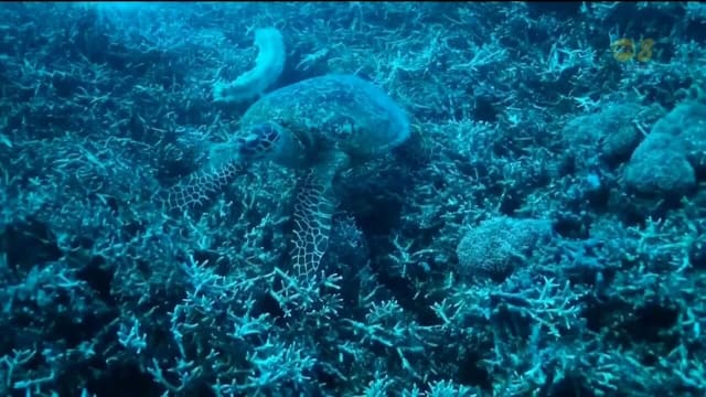 澳洲将耗资30亿美元保护大堡礁 应对污染刺网捕鱼和气候变化
