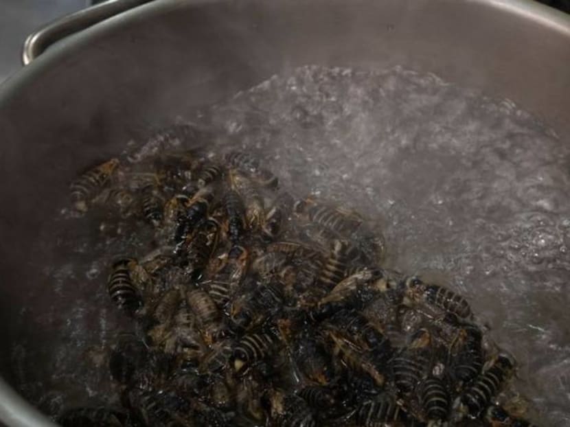 Guess who's coming to dinner? Virginia chef serves up tasty cicada tacos Guess who's coming to dinner? Virginia chef serves up tasty cicada tacos