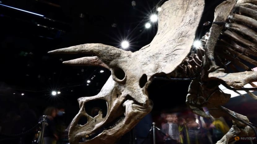 Remains of 'Big John', largest known triceratops, fetch nearly US$8 million