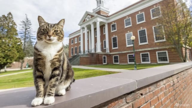 Max the cat gets an honorary 'doctor of litter-ature' degree at Vermont State University