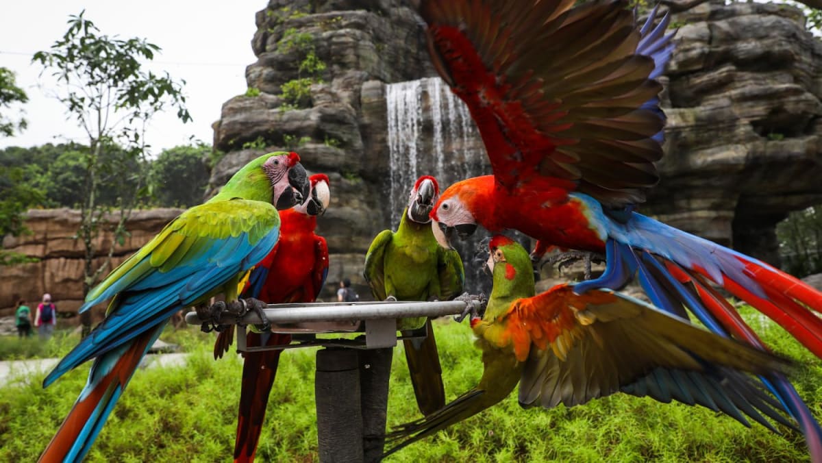 Singapore's Bird Paradise opening May 8 with more walk-through aviaries