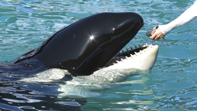 Florida aquarium to release orca after more than 50 years in captivity