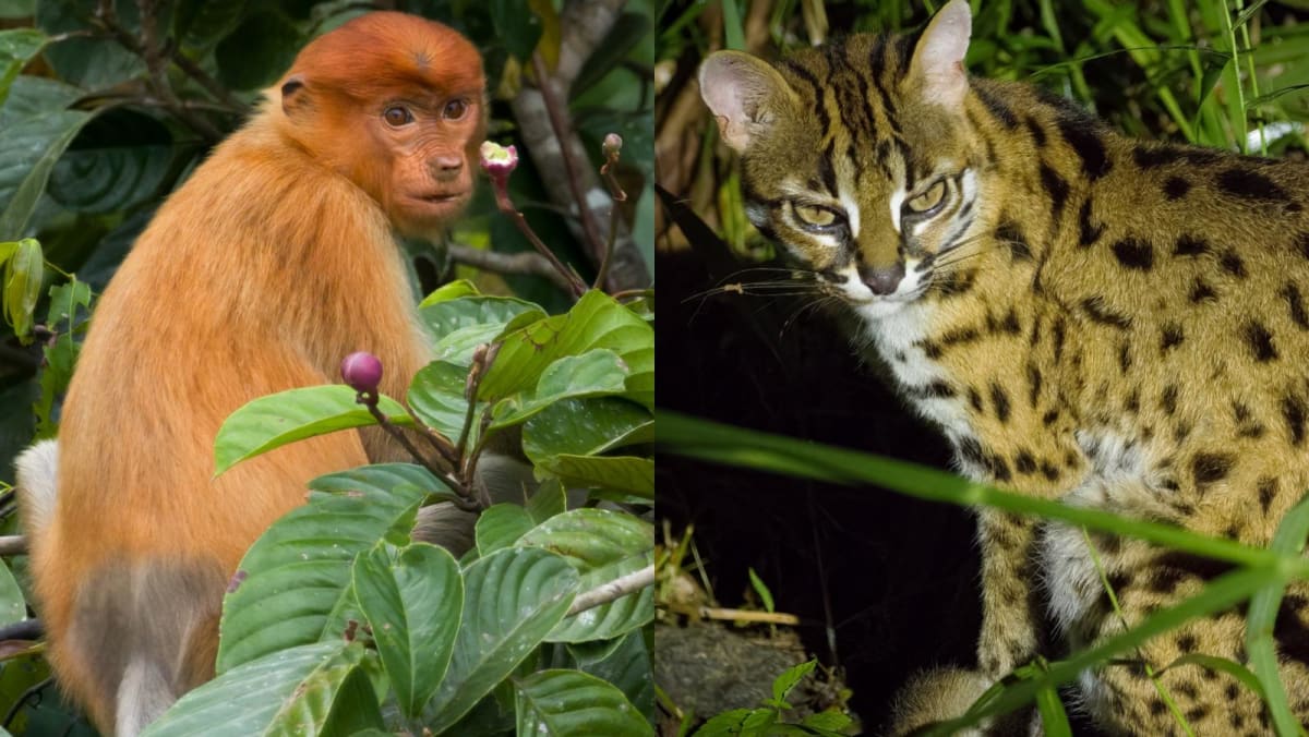 Leopard cats and pygmy elephants: What it’s like to go mammal watching on the Malaysian side of Borneo Leopard cats and pygmy elephants: What it’s like to go mammal watching on the Malaysian side of Borneo