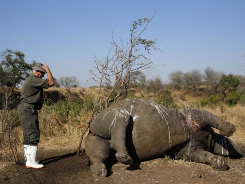 A ranger gestures before performing a post mortem on the carcass of a rhino after it was killed for its horn by poachers at the Kruger National Park in Mpumalanga province, on Aug 27, 2014. Photo: Reuters