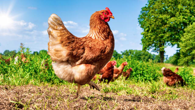 白沙组屋成“农场” 男子饲养25只鸡供出售被控
