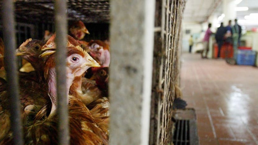 Malaysia bans chicken exports: What you need to know